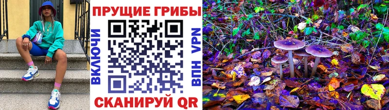 где продают   Комсомольск  Псилоцибиновые грибы ЛСД 